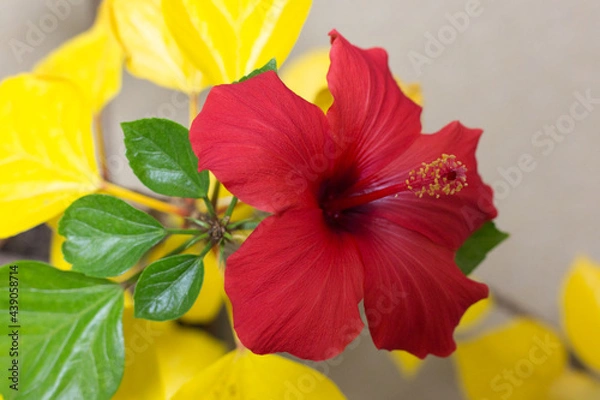 Fototapeta カラフルなハイビスカス