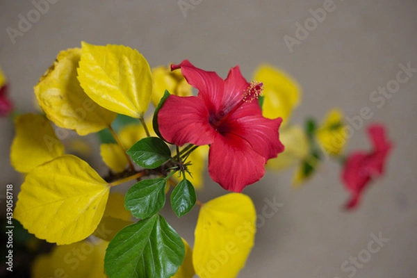 Obraz カラフルなハイビスカス