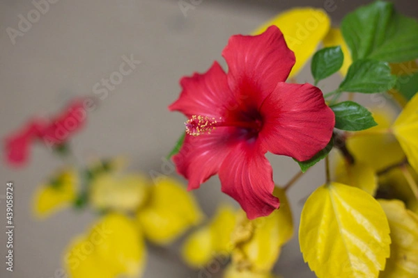 Obraz カラフルなハイビスカス