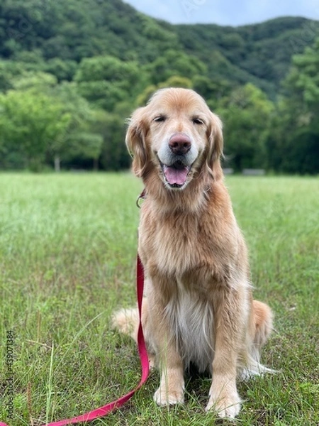 Fototapeta 野原で笑顔のゴールデンレトリーバー