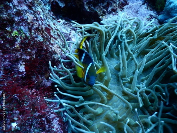 Obraz 伊豆の海でダイビング中に見かけたイソギンチャクに隠れん坊のクマノミ