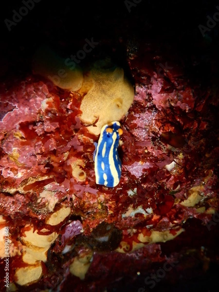 Obraz 伊豆の海でダイビング中に見かけた青と黄色のコントラストが映えるアオウミウシ