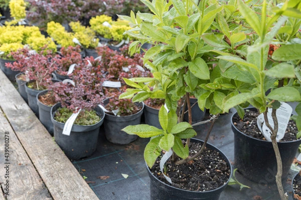 Fototapeta Flowering bushes in a tub in a garden center for landscaping, for working with landscaping.