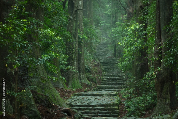 Fototapeta 和歌山県 大門坂 新緑