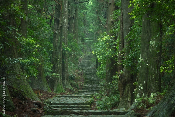Fototapeta 和歌山県 大門坂 新緑