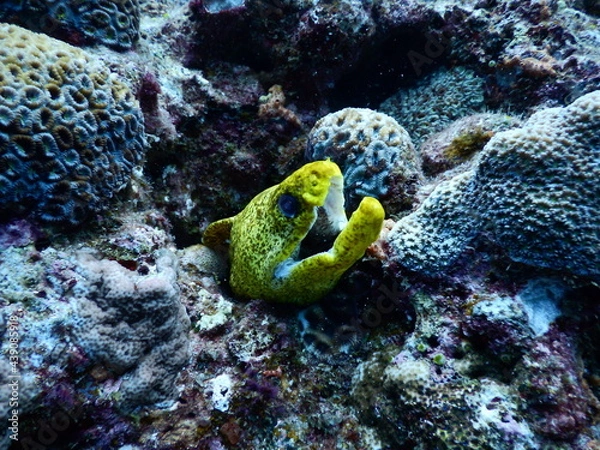 Fototapeta 沖縄の海でダイビング中に見かけたぱっと見口を開けて黄色く映えるリュウキュウウツボ