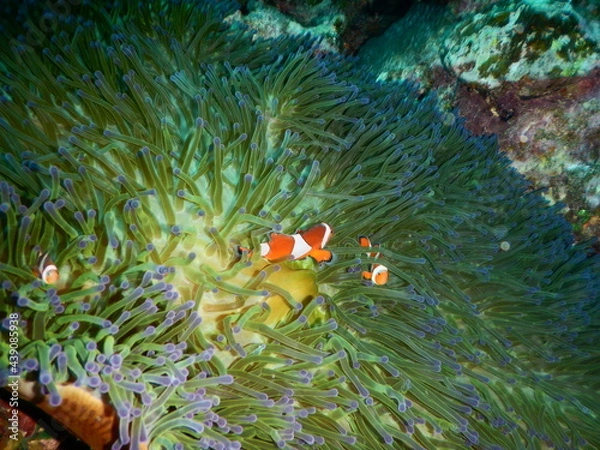 Fototapeta 沖縄の海でダイビング中に見かけたイソギンチャクに隠れん坊するカクレクマノミ