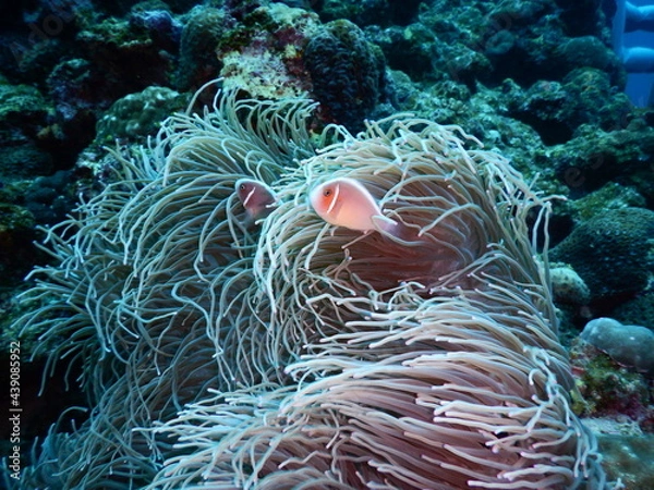 Fototapeta 沖縄の海でダイビング中に見かけたイソギンチャクに隠れん坊するセジロクマノミ