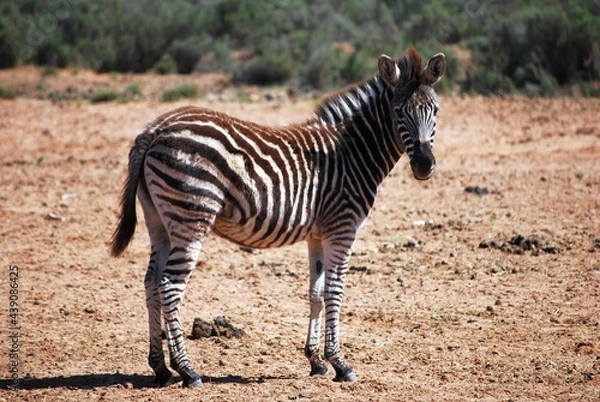 Obraz zebra-2
