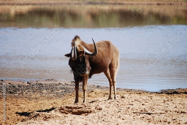 Obraz wildebeest-1
