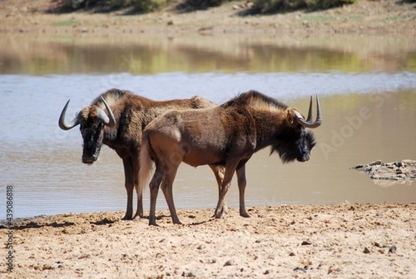 Fototapeta wildebeest-2