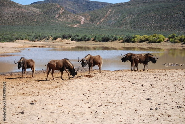 Obraz wildebeest-3