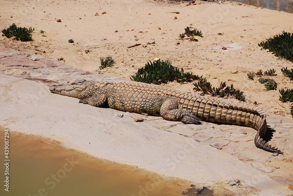Obraz crocodile-4