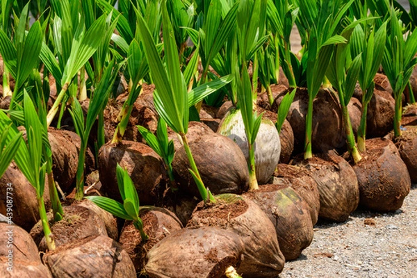Fototapeta The seedlings of the coconut trees that are neatly laid out after being removed from the plot. Small coconut tree.
