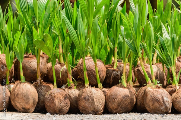 Fototapeta The seedlings of the coconut trees that are neatly laid out after being removed from the plot. Small coconut tree.