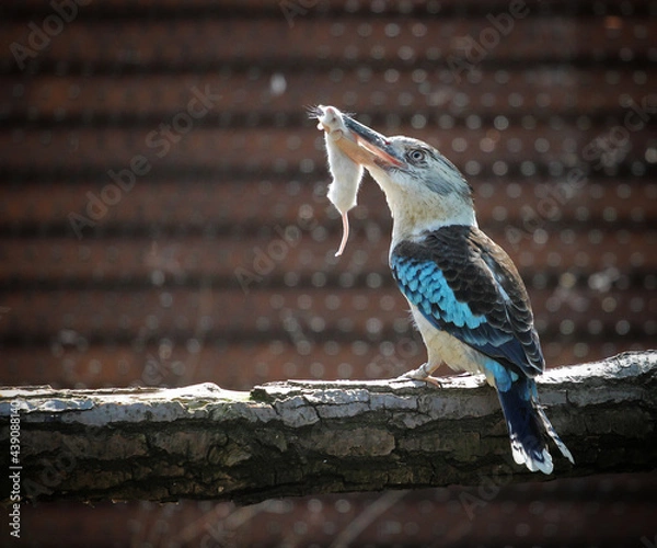 Fototapeta blue-winged kookaburra with mouse in its beak