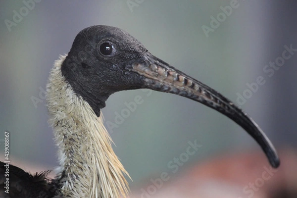 Fototapeta straw-necked ibis from close up