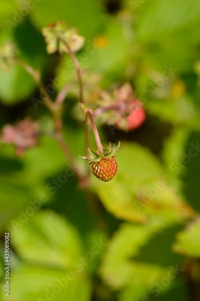 Fototapeta Wild strawberry