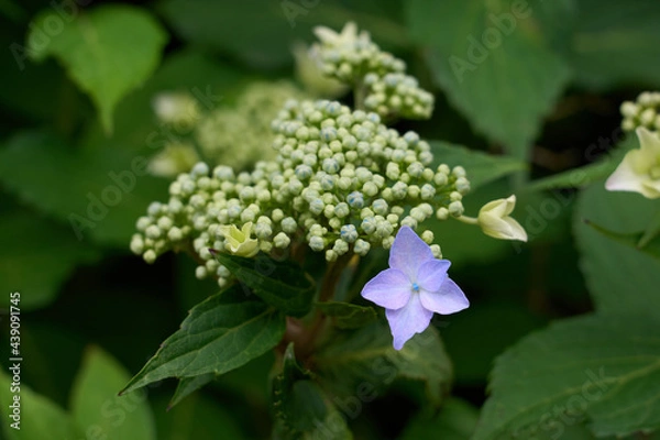 Obraz Hydrangea flower (light purple) (one flower)