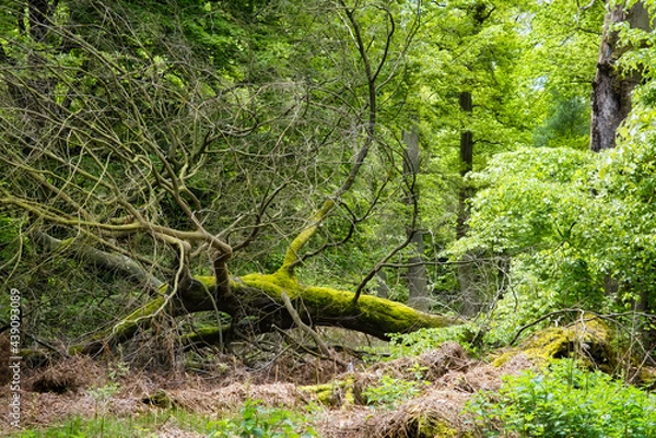 Obraz Alter Naturwald