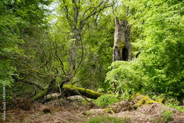 Obraz Naturwald mit Totholz