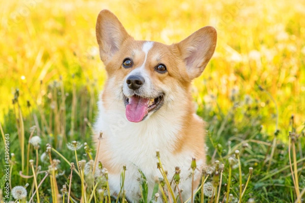 Fototapeta Red corgi sits in green grass with many white dandelion flowers