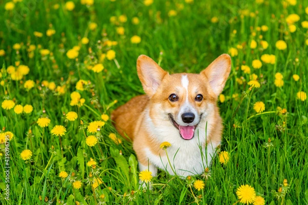Fototapeta Red corgi sits in green grass with many yellow dandelion flowers