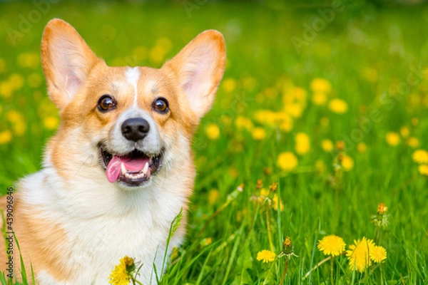 Fototapeta A red corgi licks its nose with its tongue against the background of a green field with yellow dandelions.