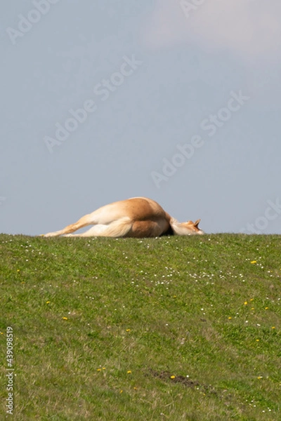 Fototapeta A yellow horse lies on top of a Dutch dike. He appears to be dead, but is probably resting in the sun. Blue sky in the background. Yellow dandelions and daisies in the grass