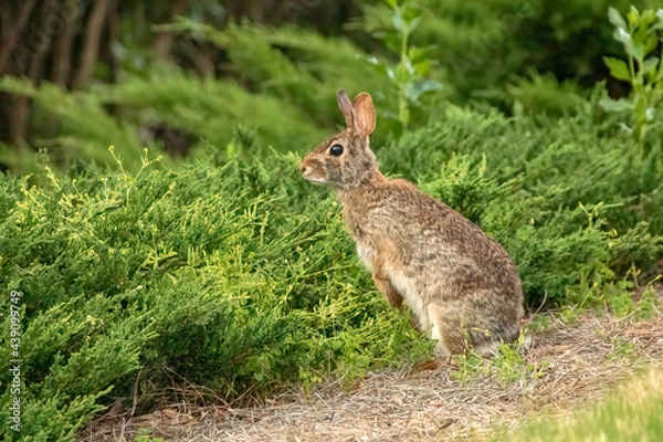 Obraz Eastern Cottontail rabbit posing for a portrait