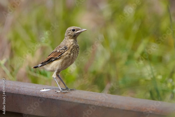 Fototapeta Meadow pipit