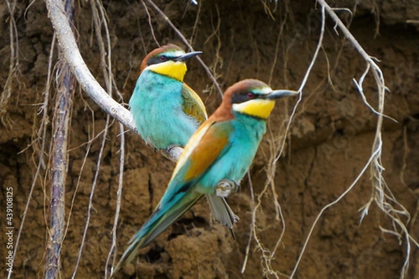 Fototapeta European bee-eater
