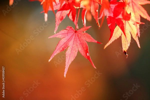 Fototapeta 日本楓の紅葉した葉