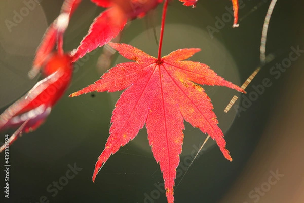 Fototapeta 日本楓の紅葉した葉