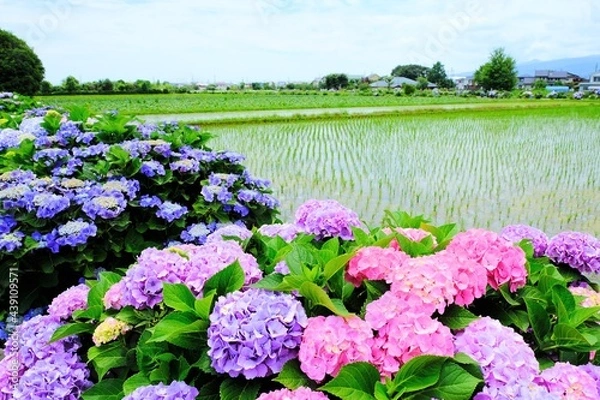 Fototapeta 神奈川県開成町のあじさいの里