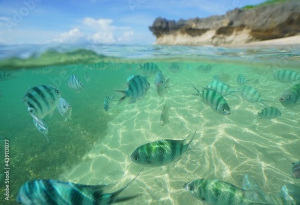 Fototapeta Tropical fish underwater Okinawa in Japan