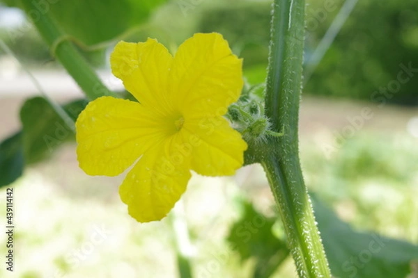 Fototapeta キュウリの花