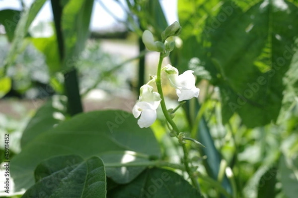 Fototapeta 豆の花　beans flower