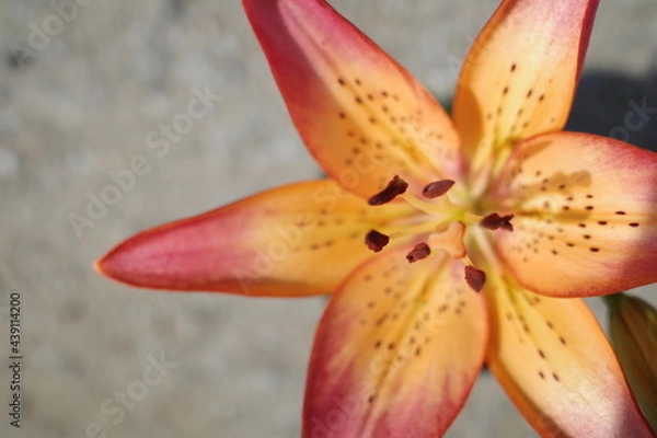 Fototapeta ユリの花