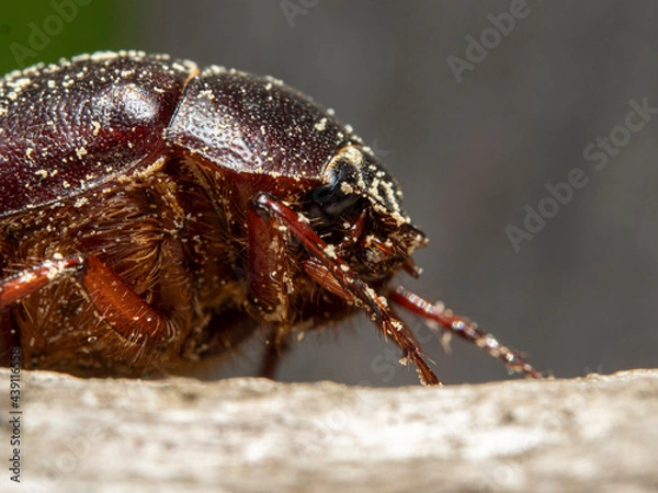 Obraz Common chafer