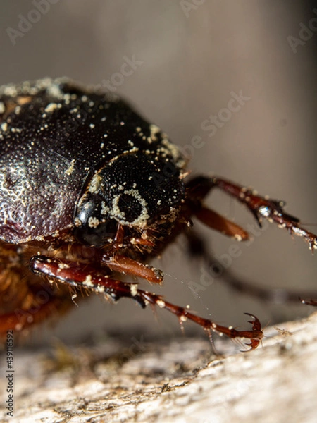 Obraz Common chafer
