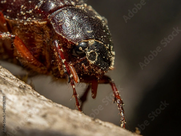 Obraz Common chafer