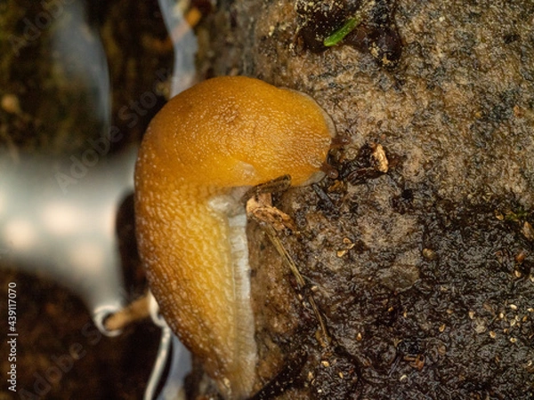 Obraz Snail on a rock