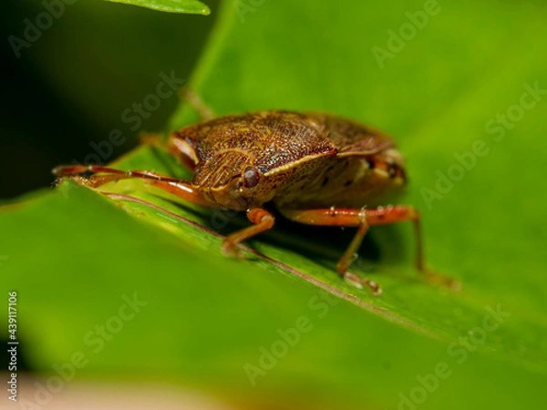 Obraz Marbled bug