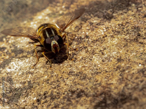 Obraz Hoverflies - Syrphes