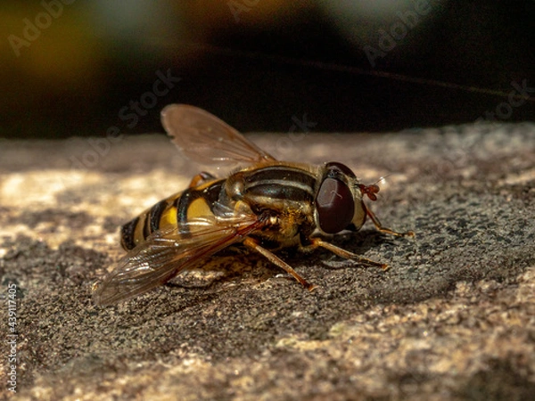 Obraz Hoverflies - Syrphes