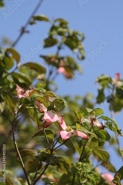 Obraz ハナミズキ