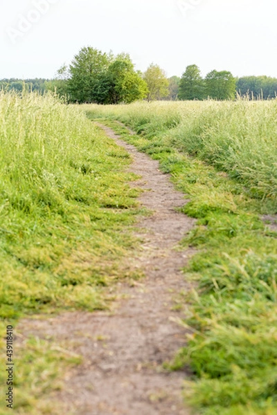 Fototapeta landscape with a field and a footpath