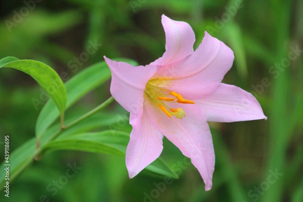 Obraz 珍しいユリ・ヒメサユリ（福島県・喜多方市）