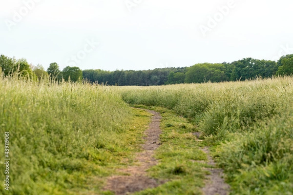 Fototapeta landscape with a field and a footpath